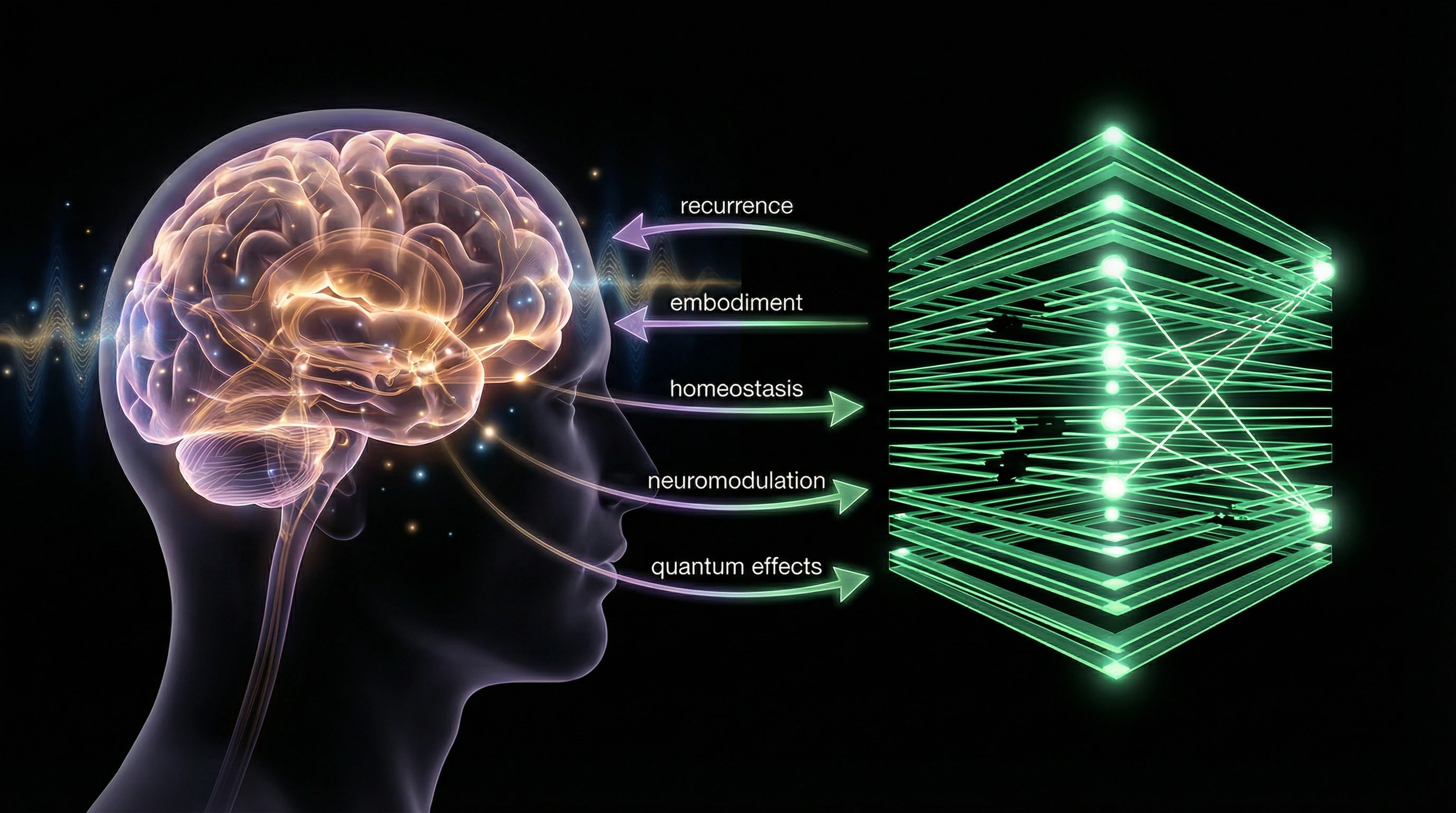 Schematic comparison of human brain architecture and transformer neural network with highlighted critical differences