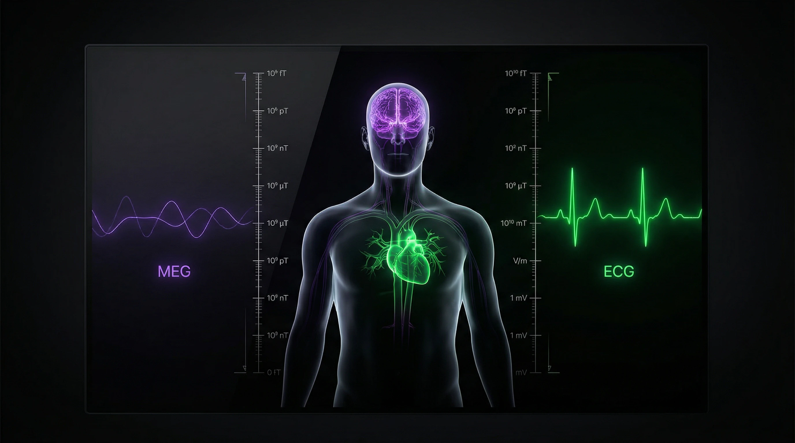 Logarithmic scale of bioelectromagnetic signal amplitudes from femtotesla MEG to millivolt ECG